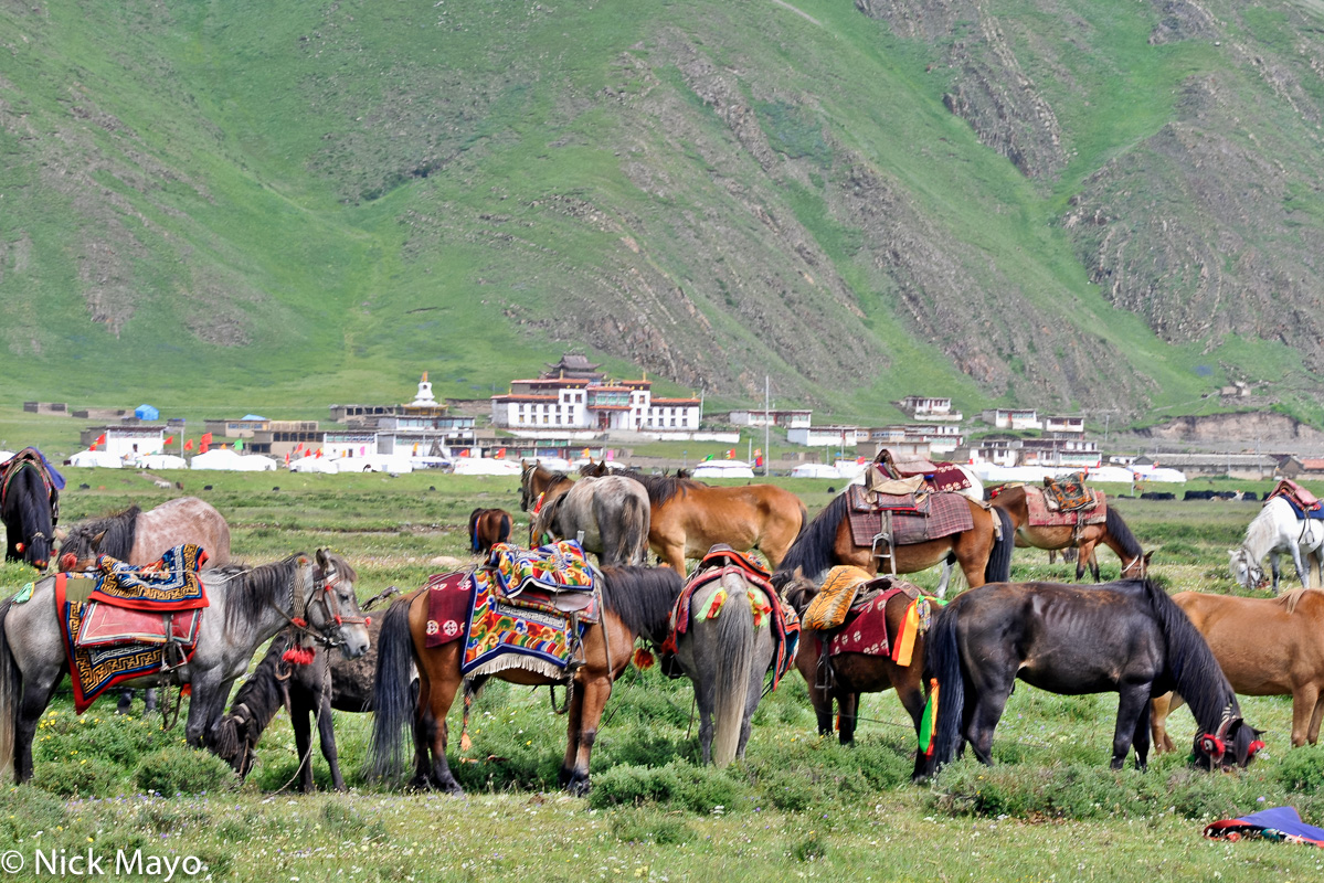 Horses grazing at a Tibetan festival held adjacent to the Sershul monastery.