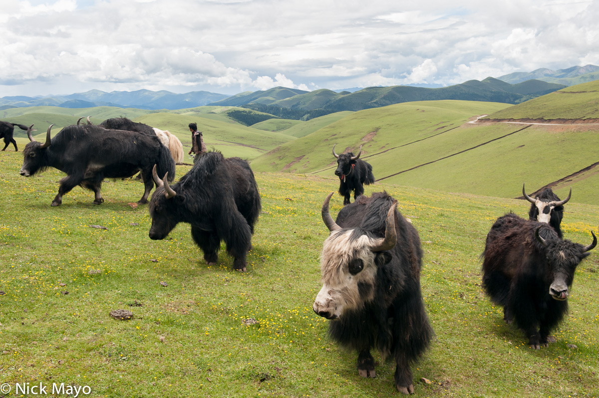 A yak herd on the high grasslands outside Serwa.