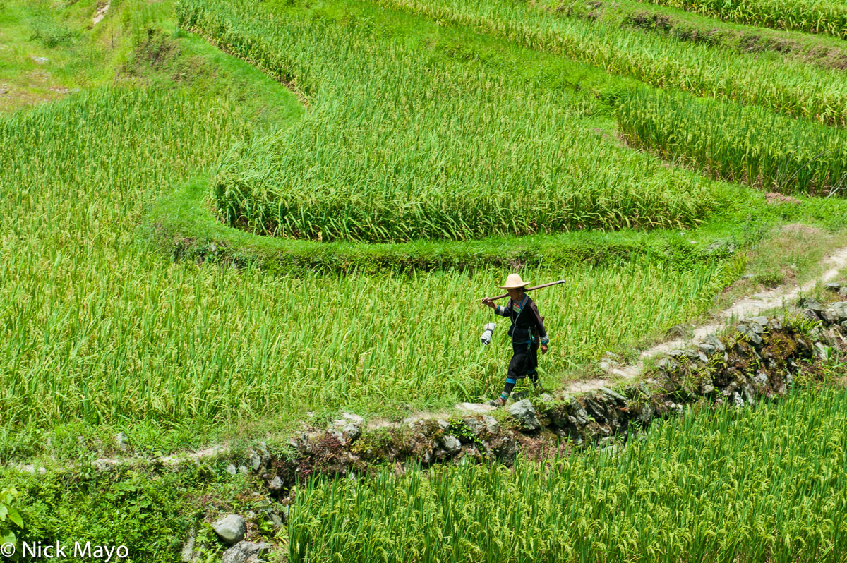 A woman carrying a mattock through paddy fields near the Miao village of Jia Bang.