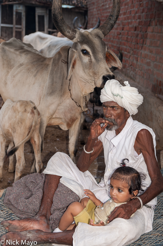 A Kharapat Rabari man, wearing a traditional white turban and silver bracelets, smoking by his cows in the village of Gabana.