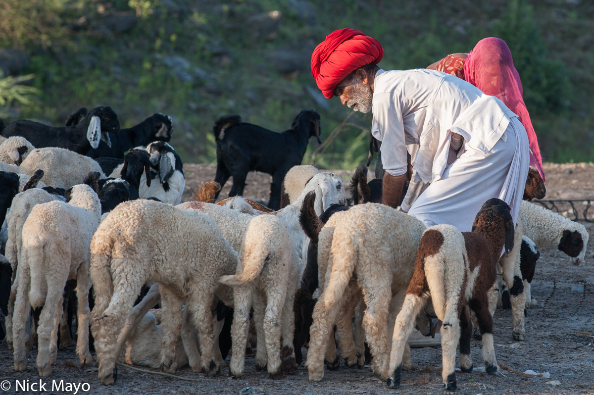 A Rabari shepherd and his wife, her head veiled by a head scarf, sorting their lambs from the flock at the end of a day on the...