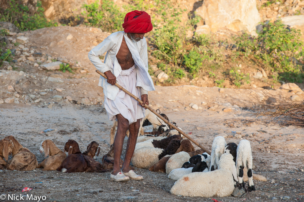 A red Rabari shepherd with his lambs at day's end on the annual migration route near Ambaji.