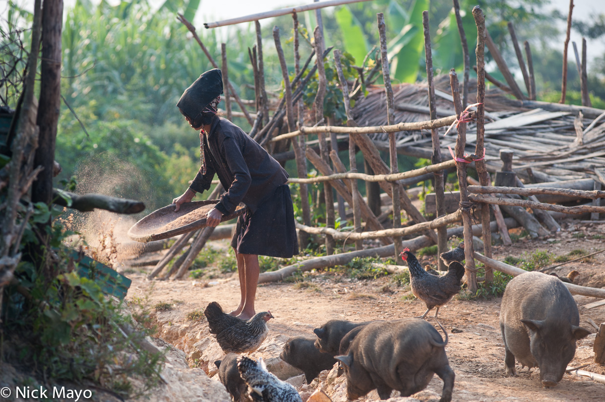 An older Akha Erpa (Hani) woman winnowing paddy rice by her chickens and pigs in the village of Ban Shapiew.