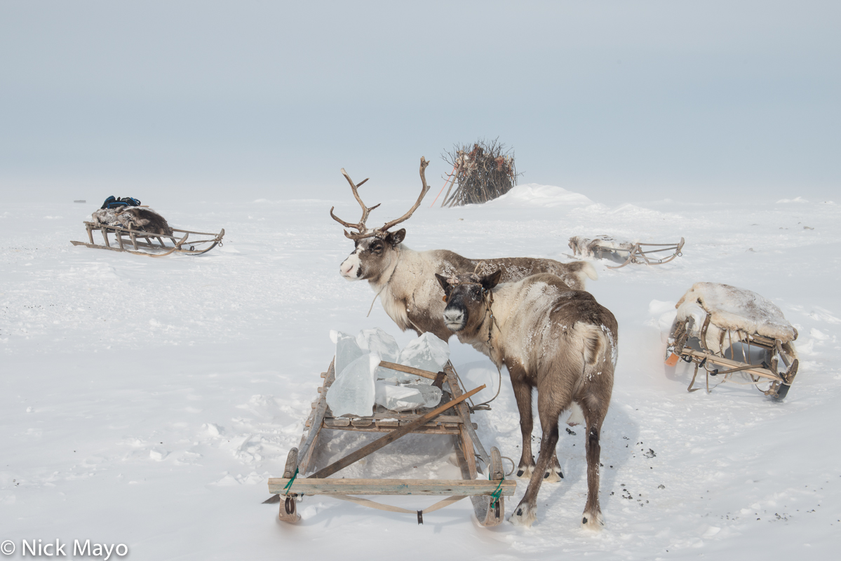 Reindeer and a sledge of ice blocks at a Nenets winter camp on the Yamal peninsula in the Siberian Arctic.