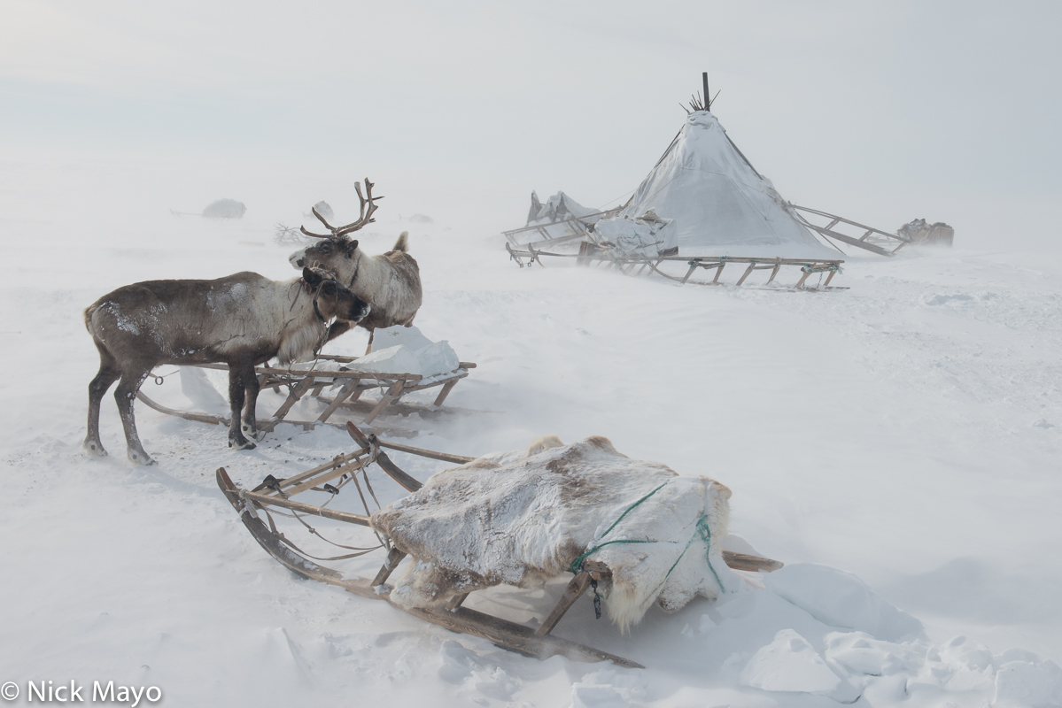 Reindeer and sledges outside a chum at a winter camp of the Nenets people on the Yamal peninsula in the Siberian Arctic.