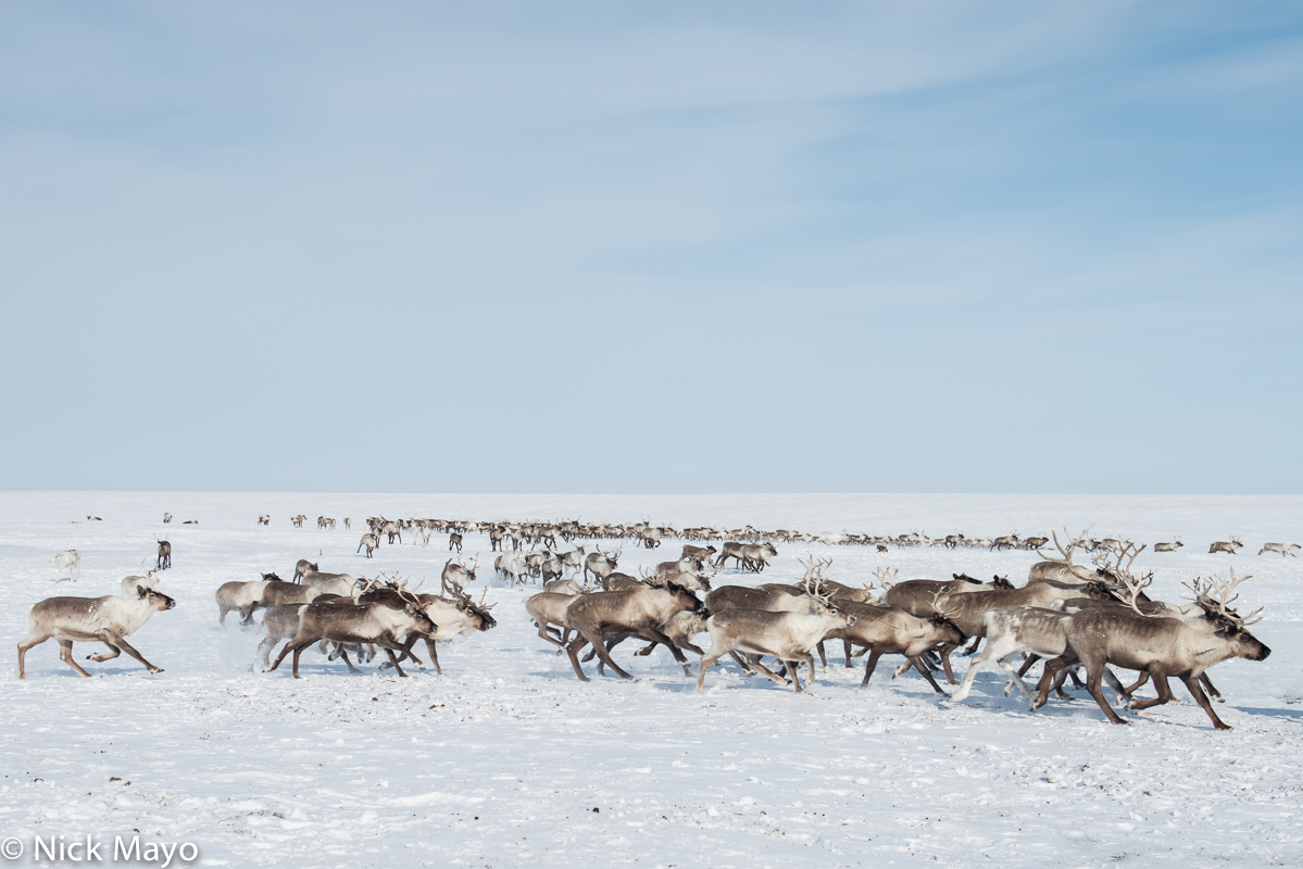 A reindeer herd of the tundra Nenets on the Yamal peninsula in the Siberian Arctic.