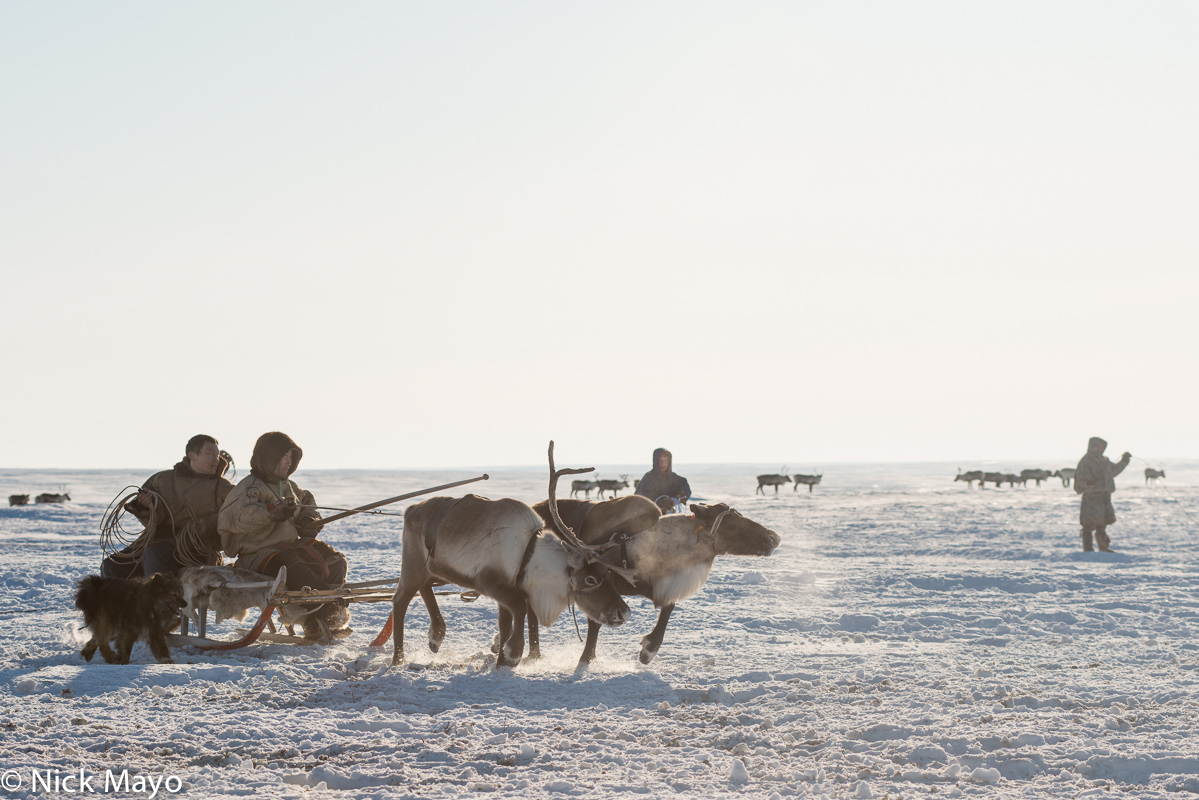 Nenets reindeer herders travelling by sledge accompanied by their dog on the Yamal peninsula in the Siberian Arctic in winter...