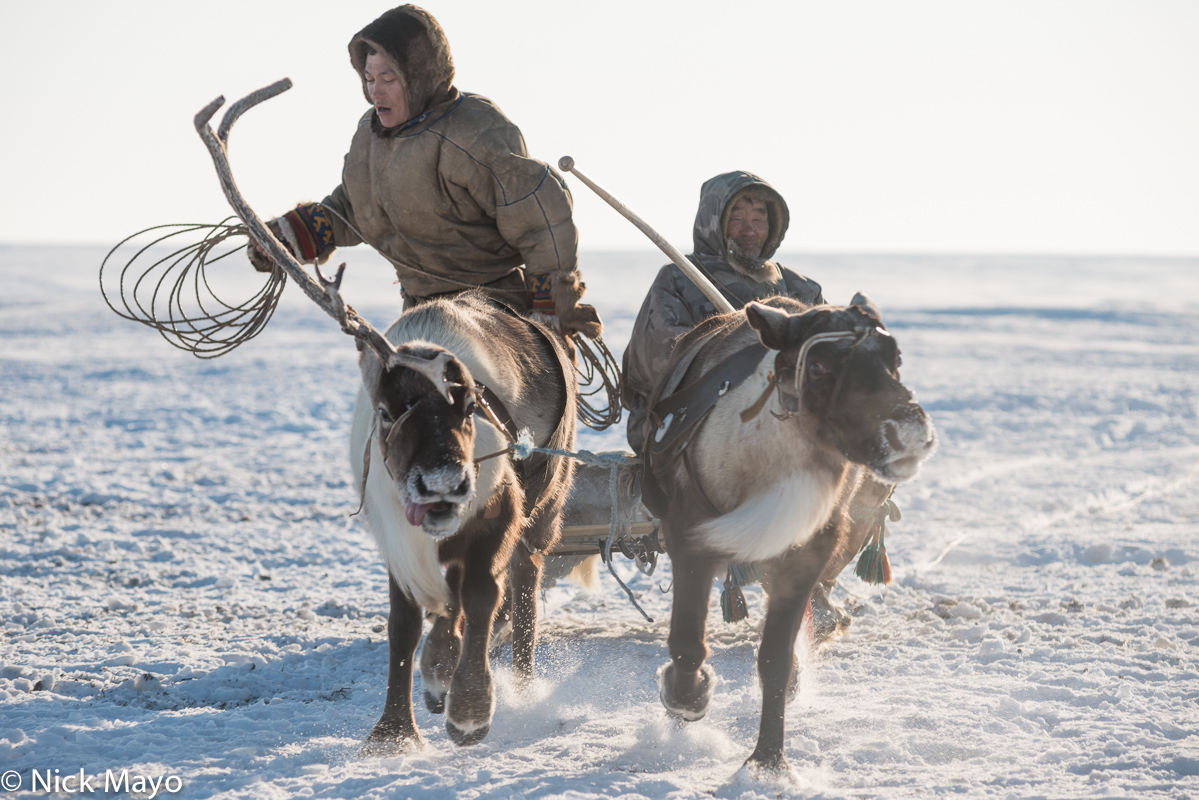 Siberian Arctic Nenets herders on the Yamal peninsula about to lasso a reindeer from a sledge.