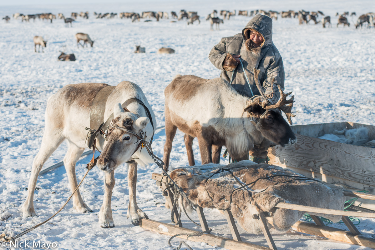 A Siberian arctic Nenets herder, dressed in a traditional malitsa, harnessing a reindeer to a sledge on the Yamal peninsula.