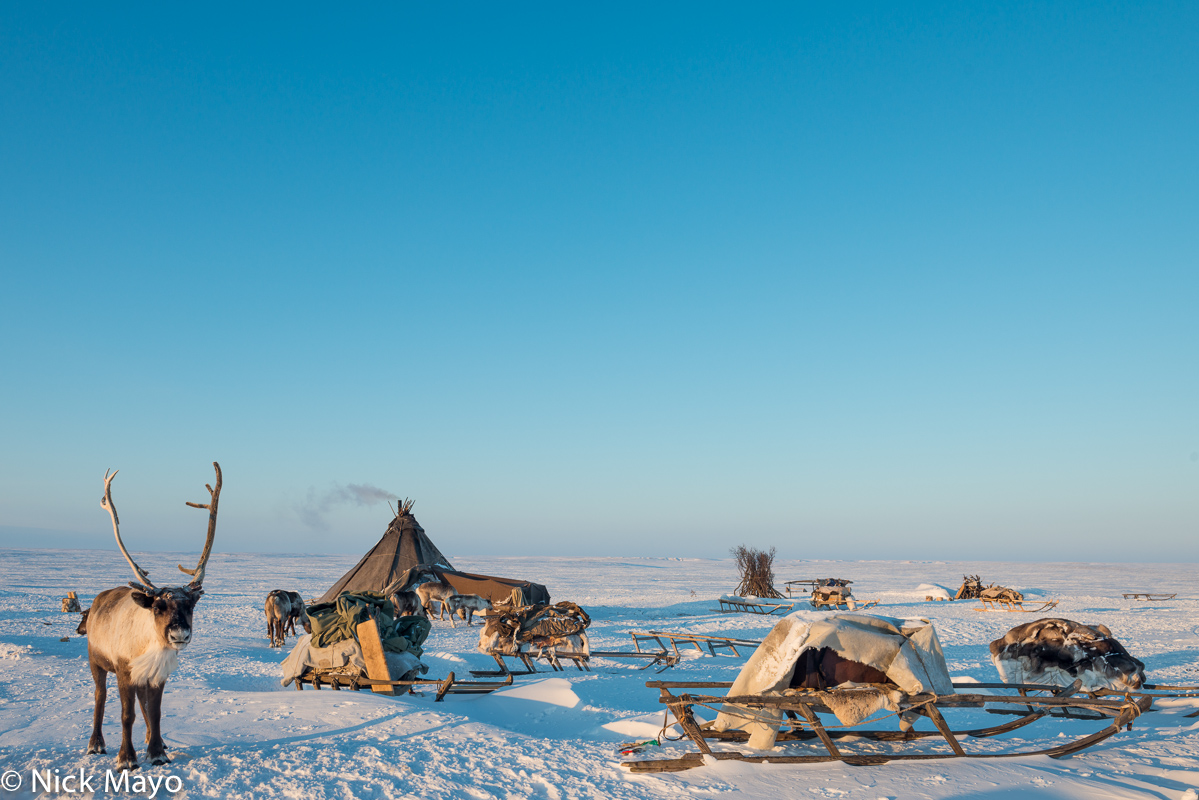 A Nenets tundra camp with reindeer, a chum and sledges on the Yamal peninsula in the Siberian Arctic.