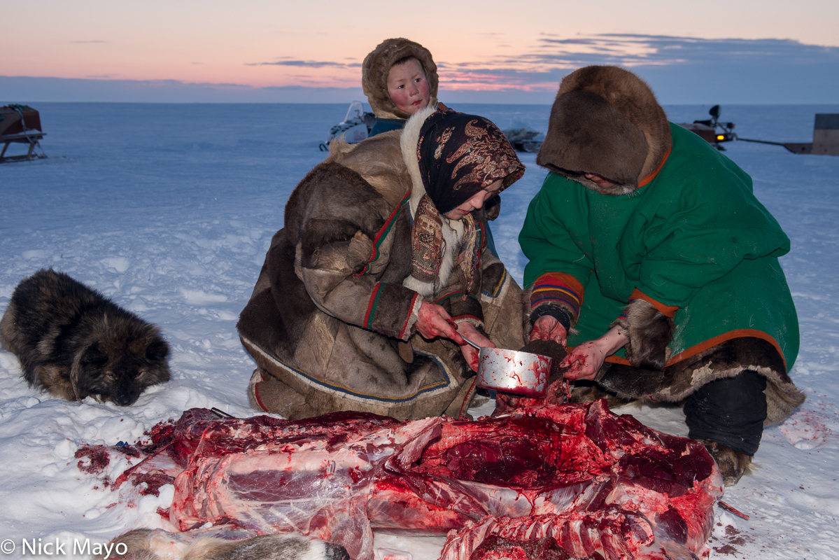 A Siberian Arctic Nenets couple, traditionally dressed in a malitsa and yagushka, draining blood from a freshly killed reindeer...