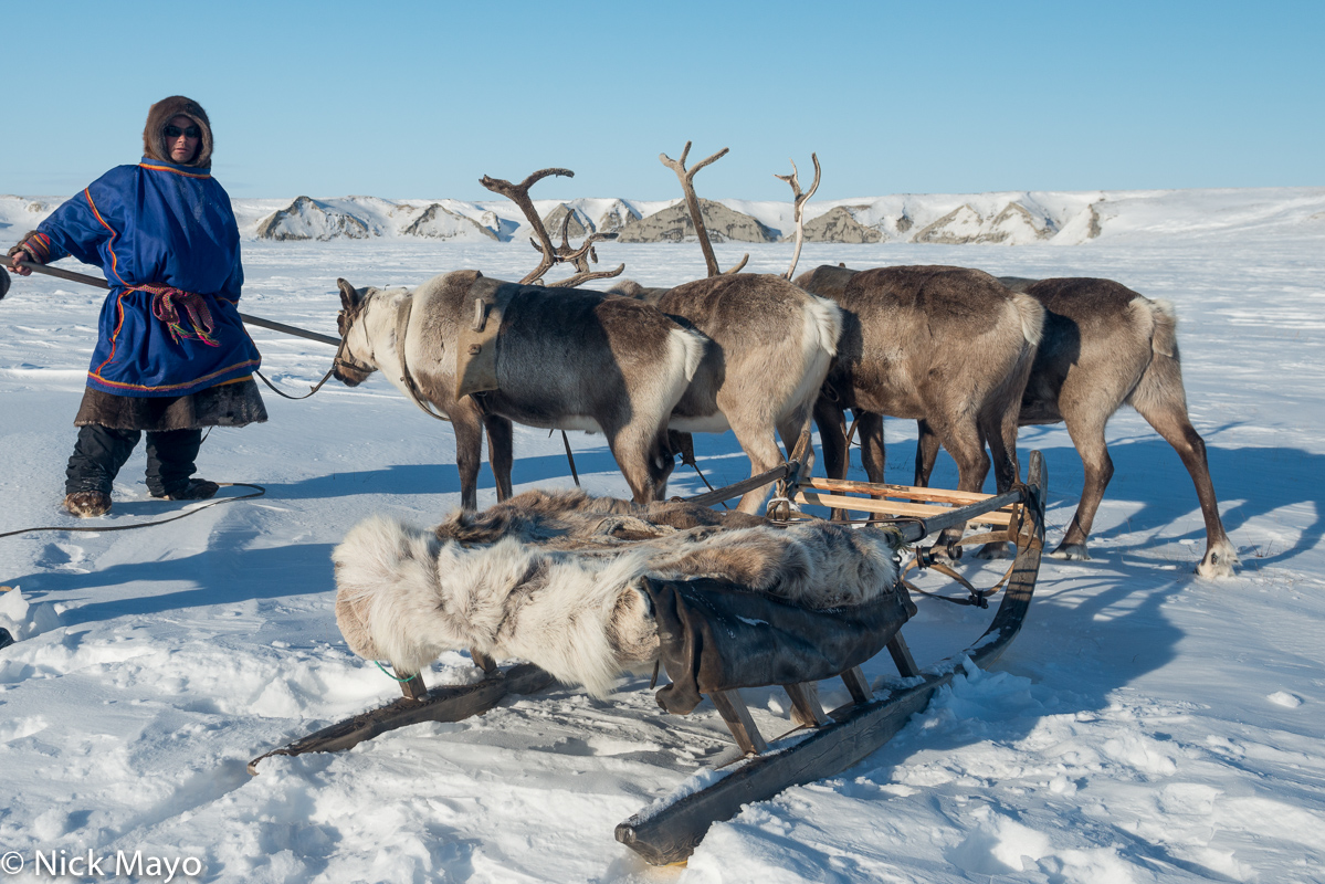 A Nenets herder with his reindeer drawn sledge on the Yamal peninsula in the Siberian Arctic in winter.