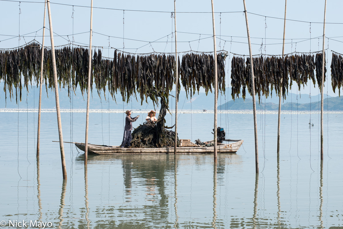 A couple using a traditional flat bottomed boat to collect drying kelp from bamboo poles near Weijiang.