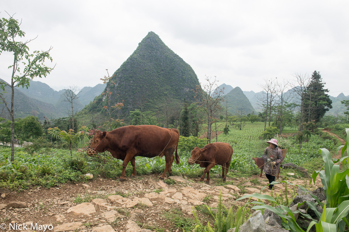 A Zhuang woman walking home through corn fields with her cows near the village of Ma Yuen.