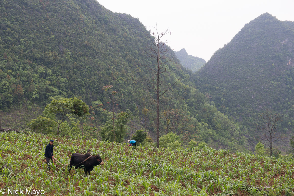 A farmer ploughing his corn field with an ox near the Heiyi Zhuang village of Da Wen.