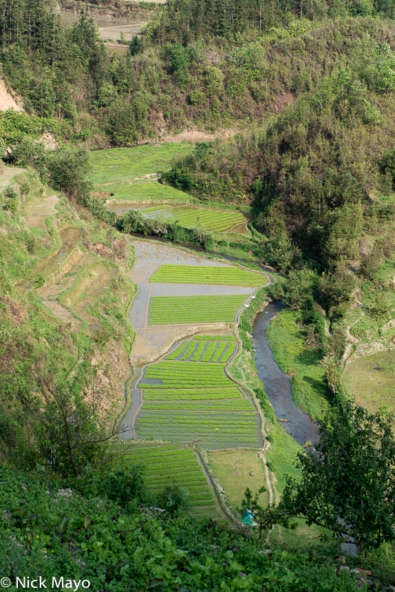 Paddy rice seed beds near the village of Nien Bi.