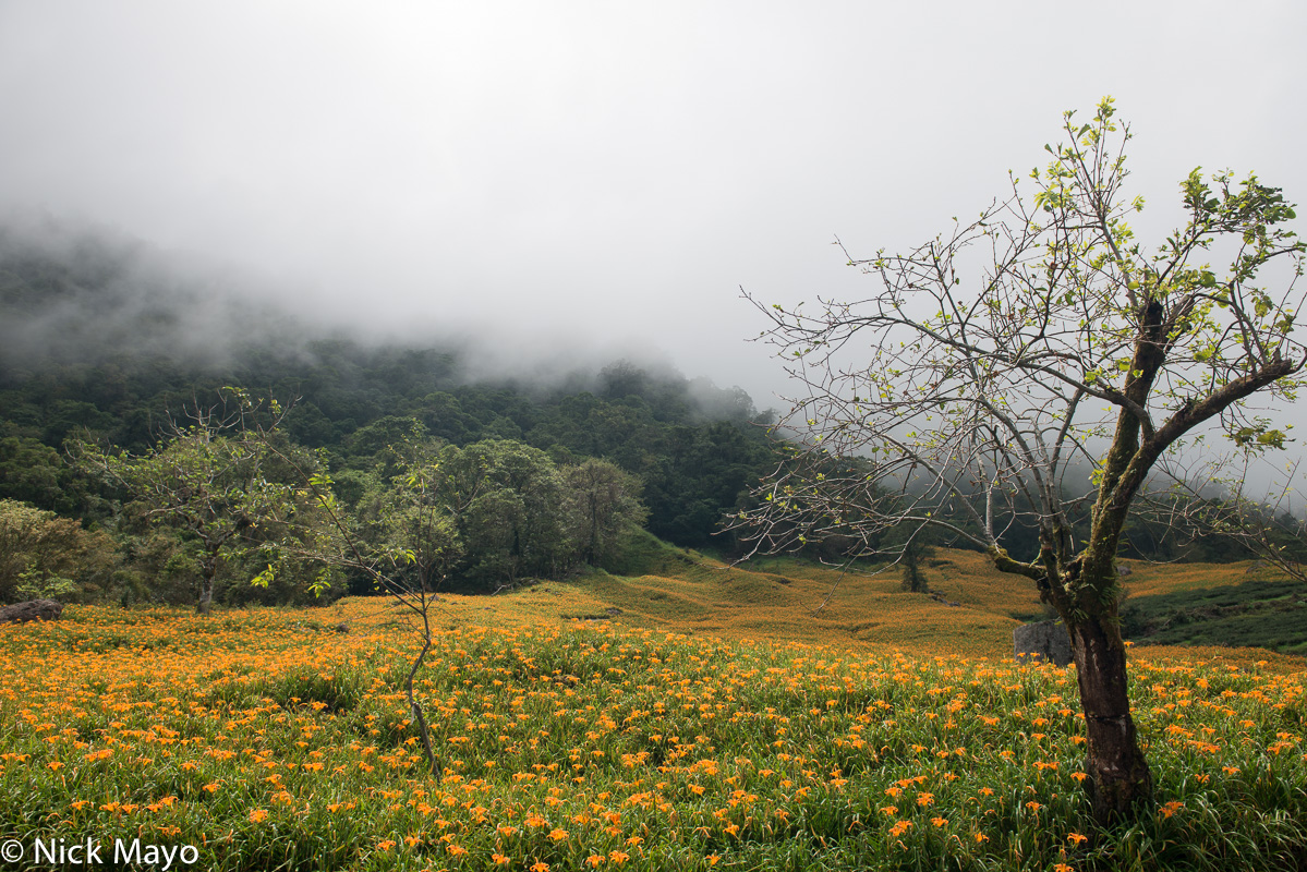 A daylily field at Chikeshan in Hualien County.