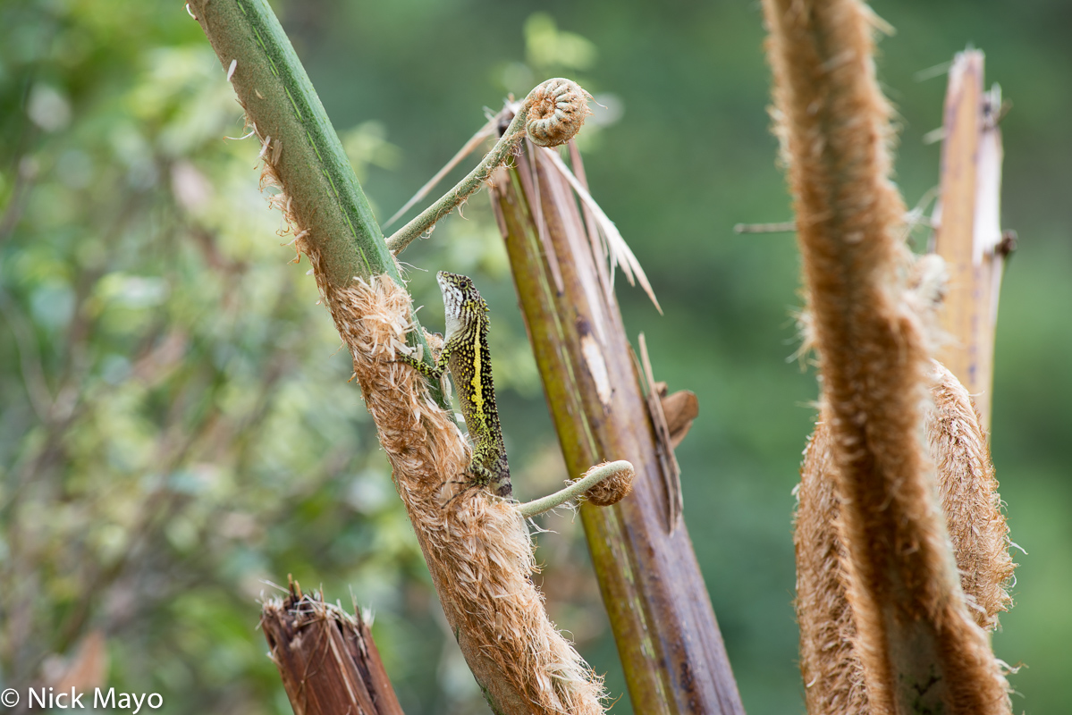 A lizard on a stem at Liushidanshan in Hualien County.