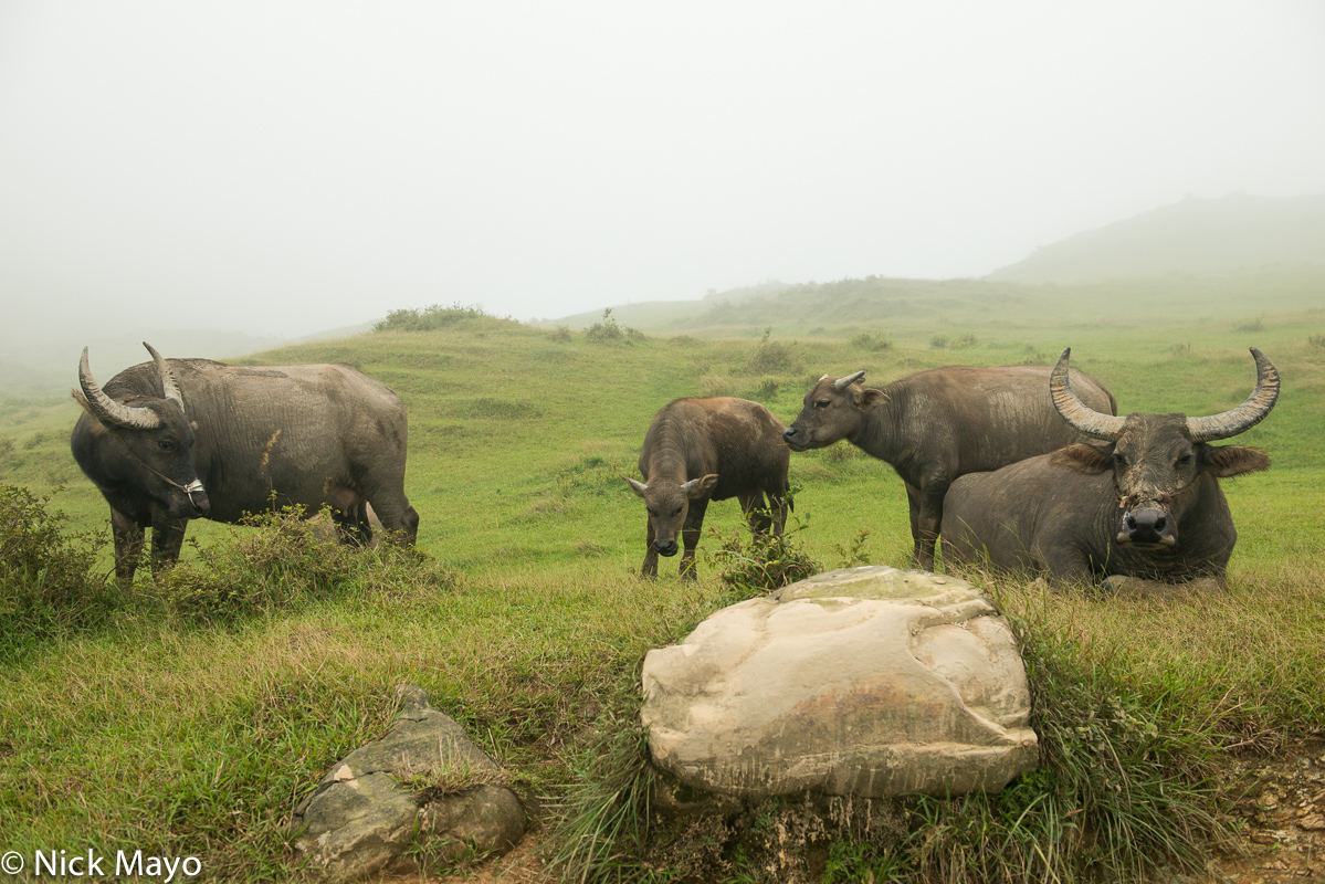 A family of water buffalo in the pastures at Taoyuan Gu.