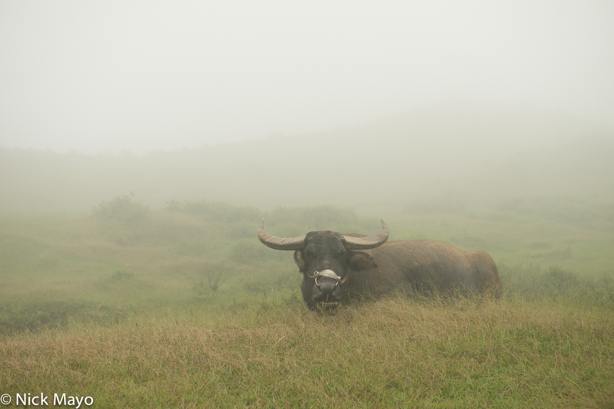 A water buffalo in the pastures at Taoyuan Gu.