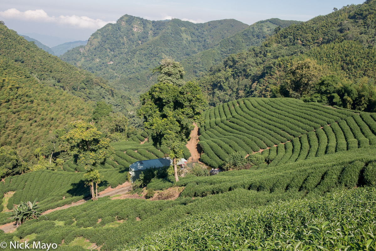 Terraced tea fields at Ba Gua tea garden in Nantou County.