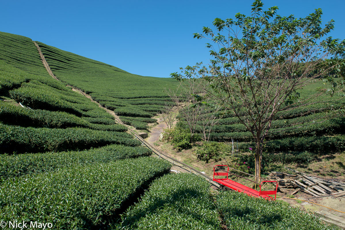 A rack conveyor in a tea field at Ba Gua tea garden in Nantou County.