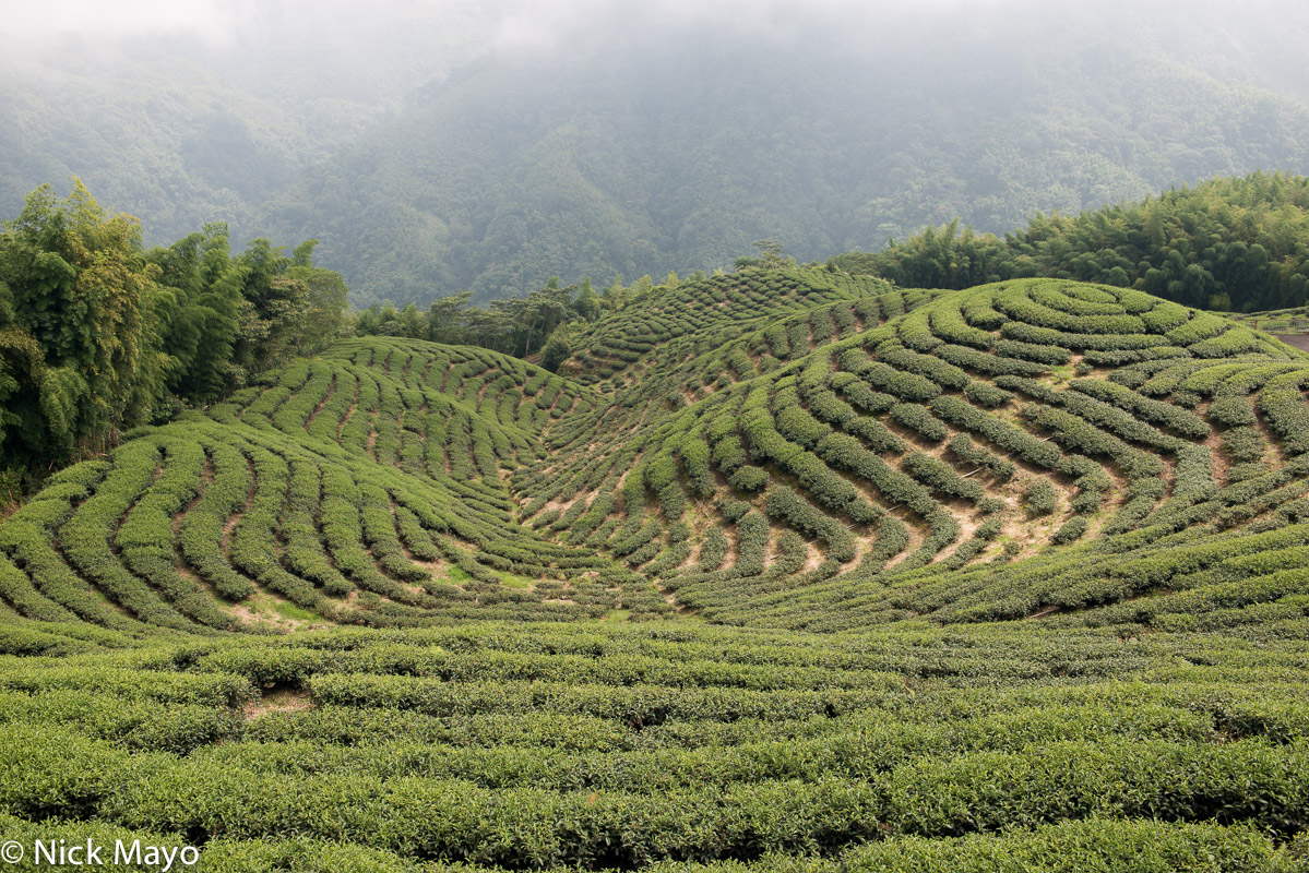 Tea fields at Ba Gua tea garden in Nantou County.