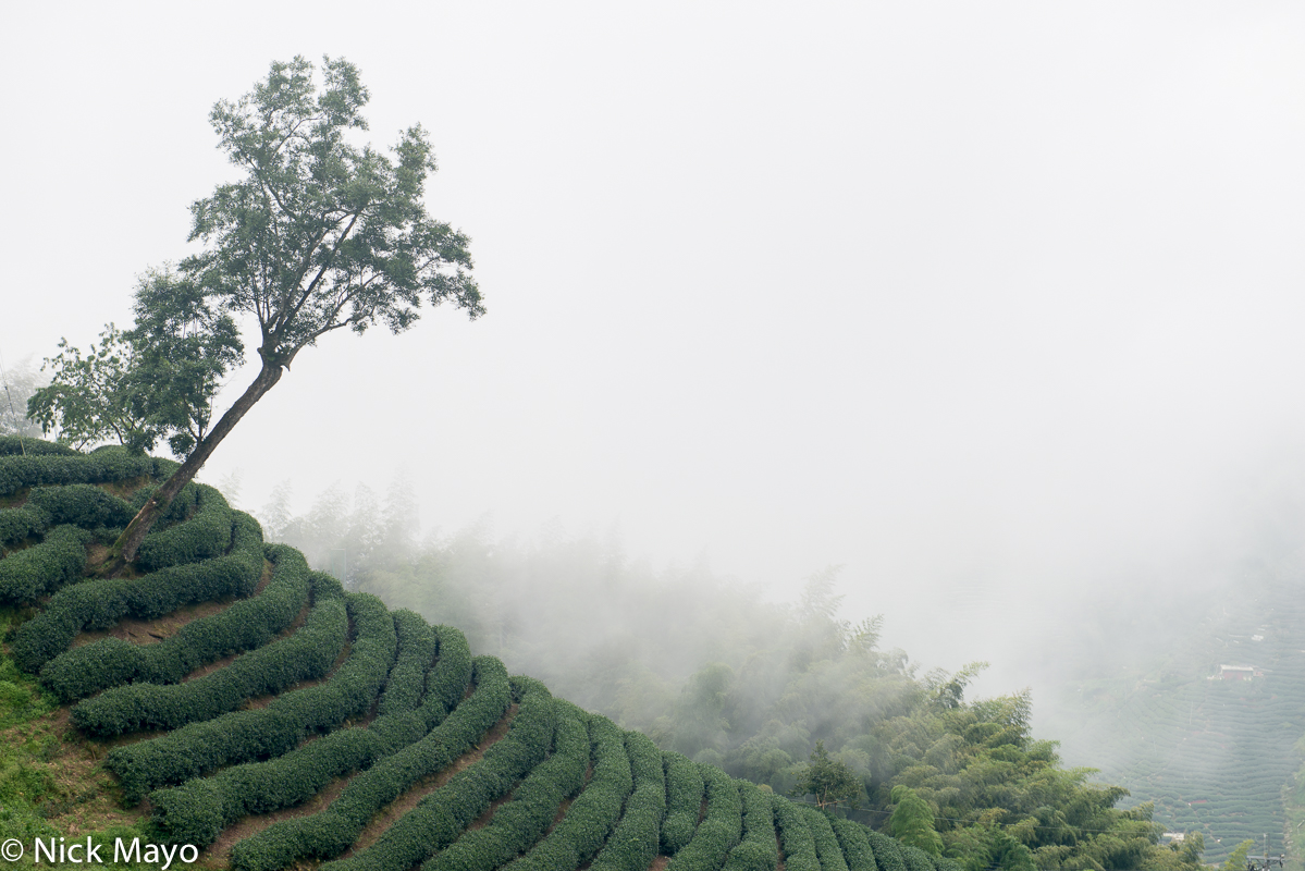 Clouds and a tree at Ba Gua tea garden in Nantou County.
