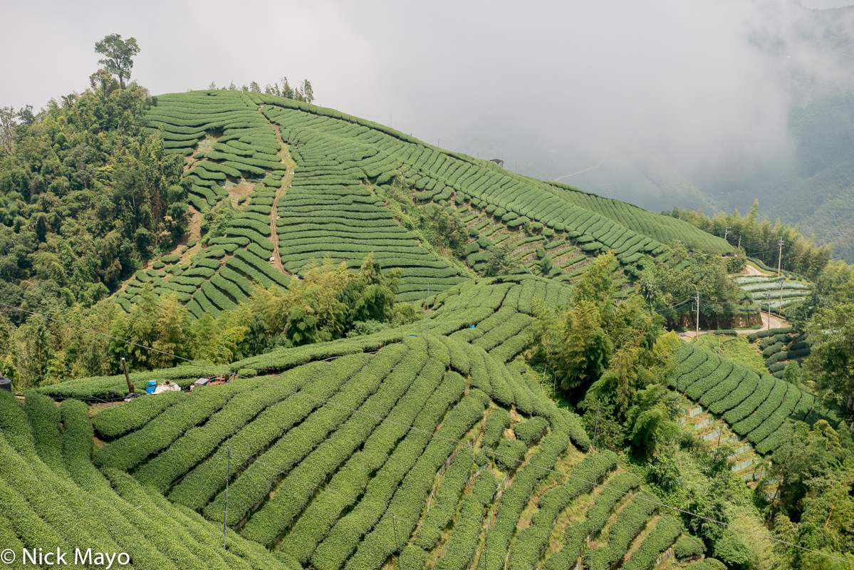Terraced tea fields covering a hill at Ba Gua tea garden in Nantou County.