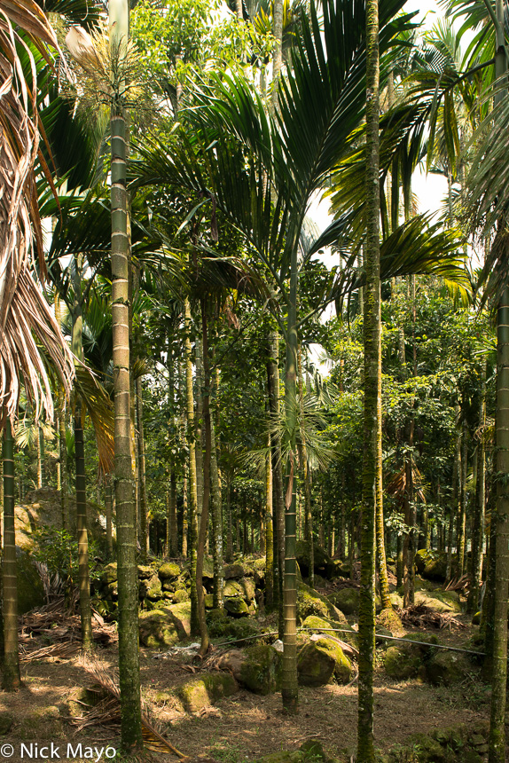 Betel trees in a small plantatation at Lugu in Nantou County.