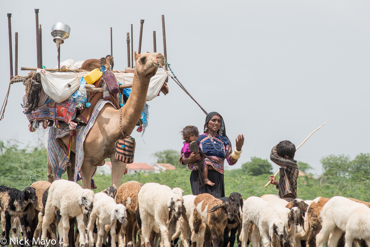 A Rabari woman leading a camel loaded with her family's belongings to her next camp near Rapar in Kutch while herding her sheep...