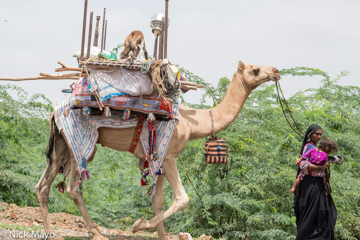 A Rabari woman leading a camel carrying her family's belongings to her next camp near Rapar in Kutch.