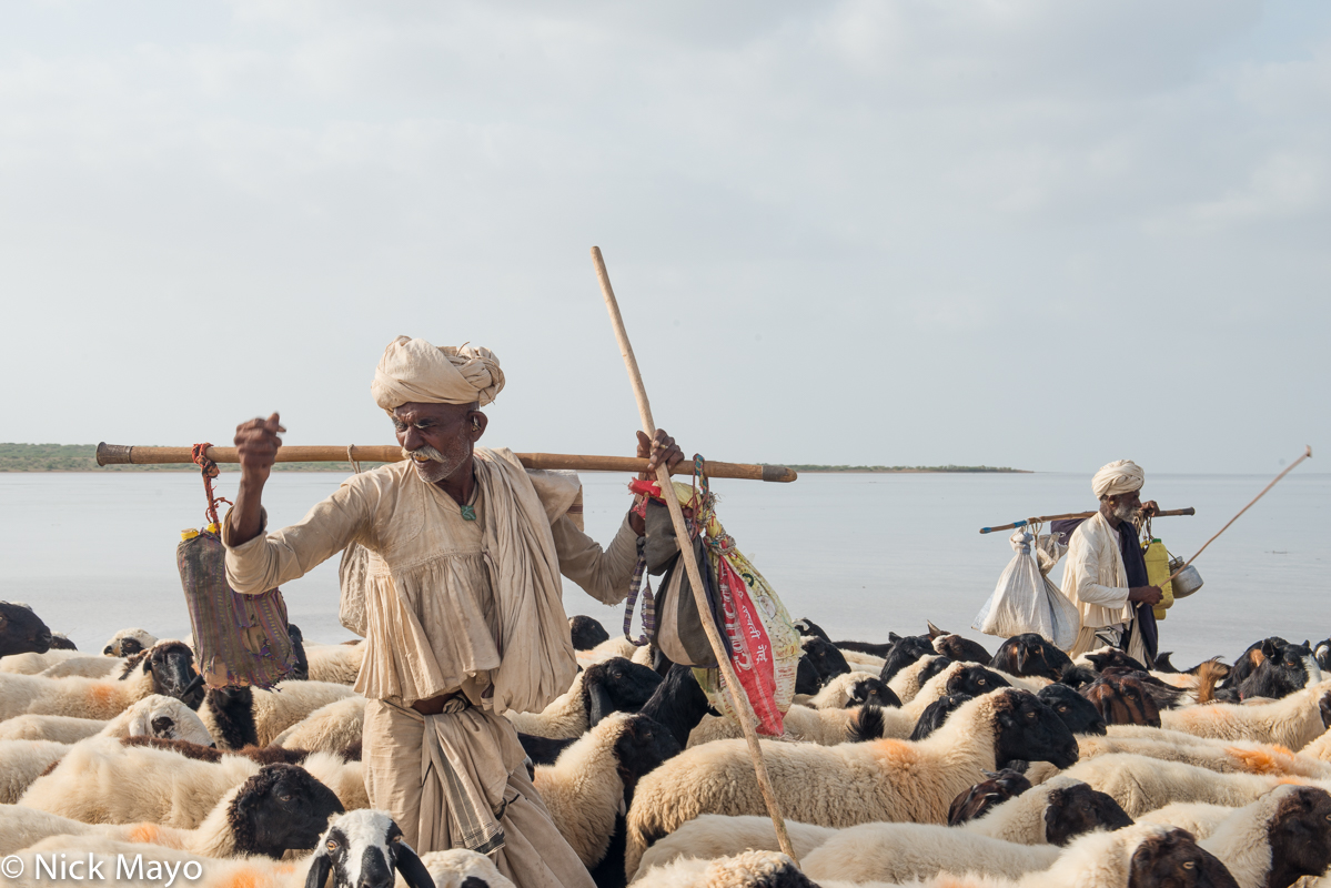 Two Wagdiya Rabari shepherds, their belongings carried on shoulder poles, herding their sheep near Rapar in Kutch.