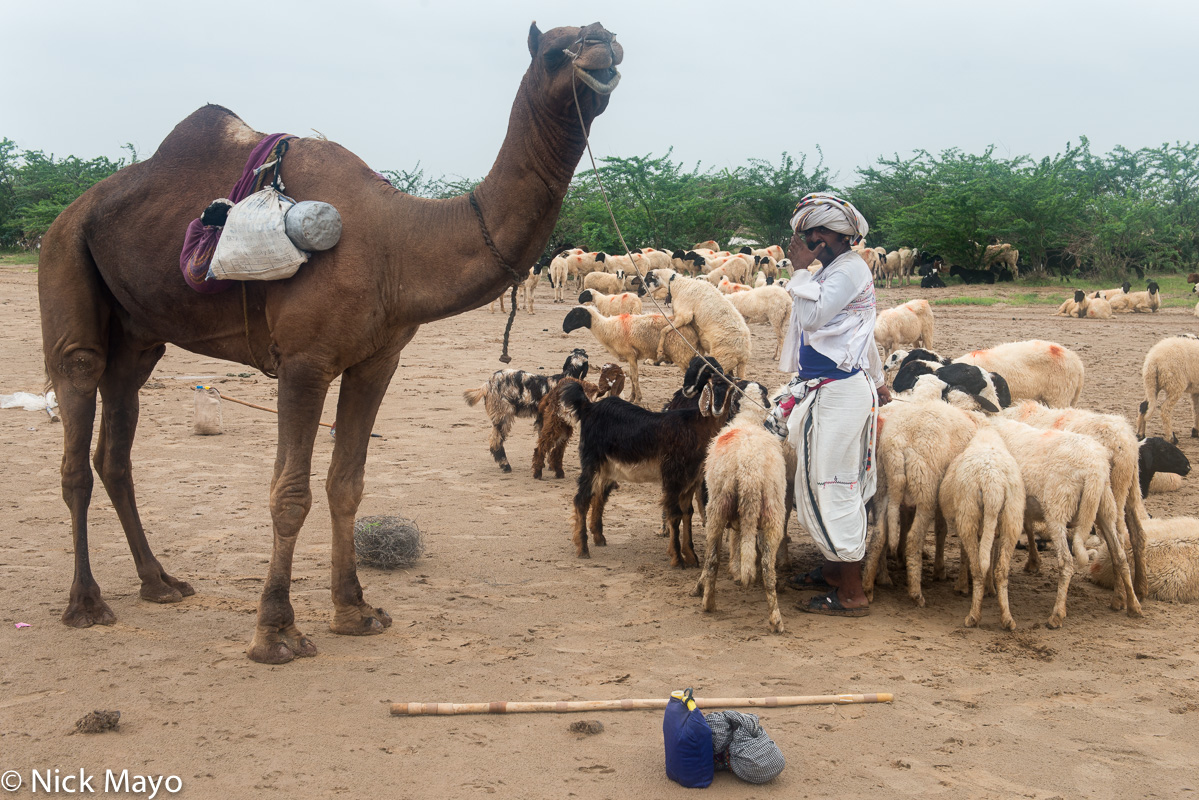 A Rabari shepherd with his sheep and camel on a herding trip near Rav in Kutch.