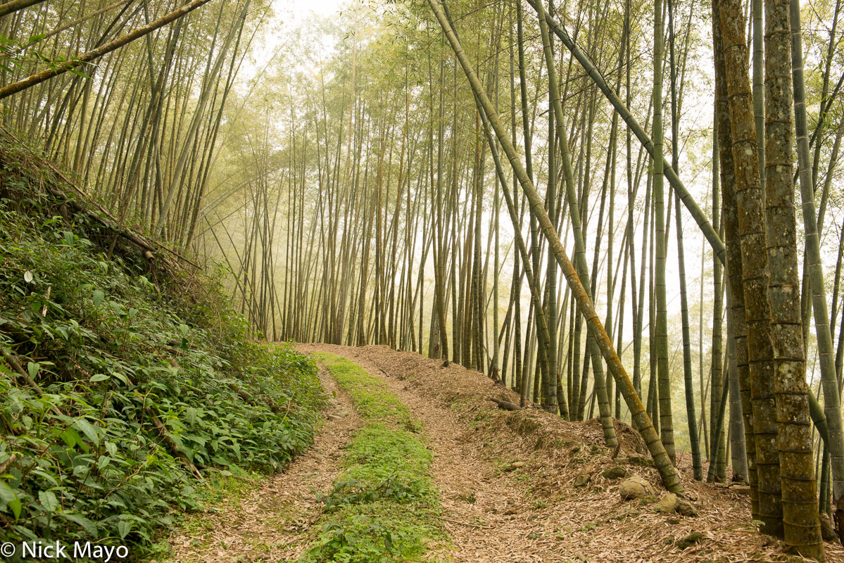 A track through the Meng Zong bamboo forest in Nantou County's Da An district.