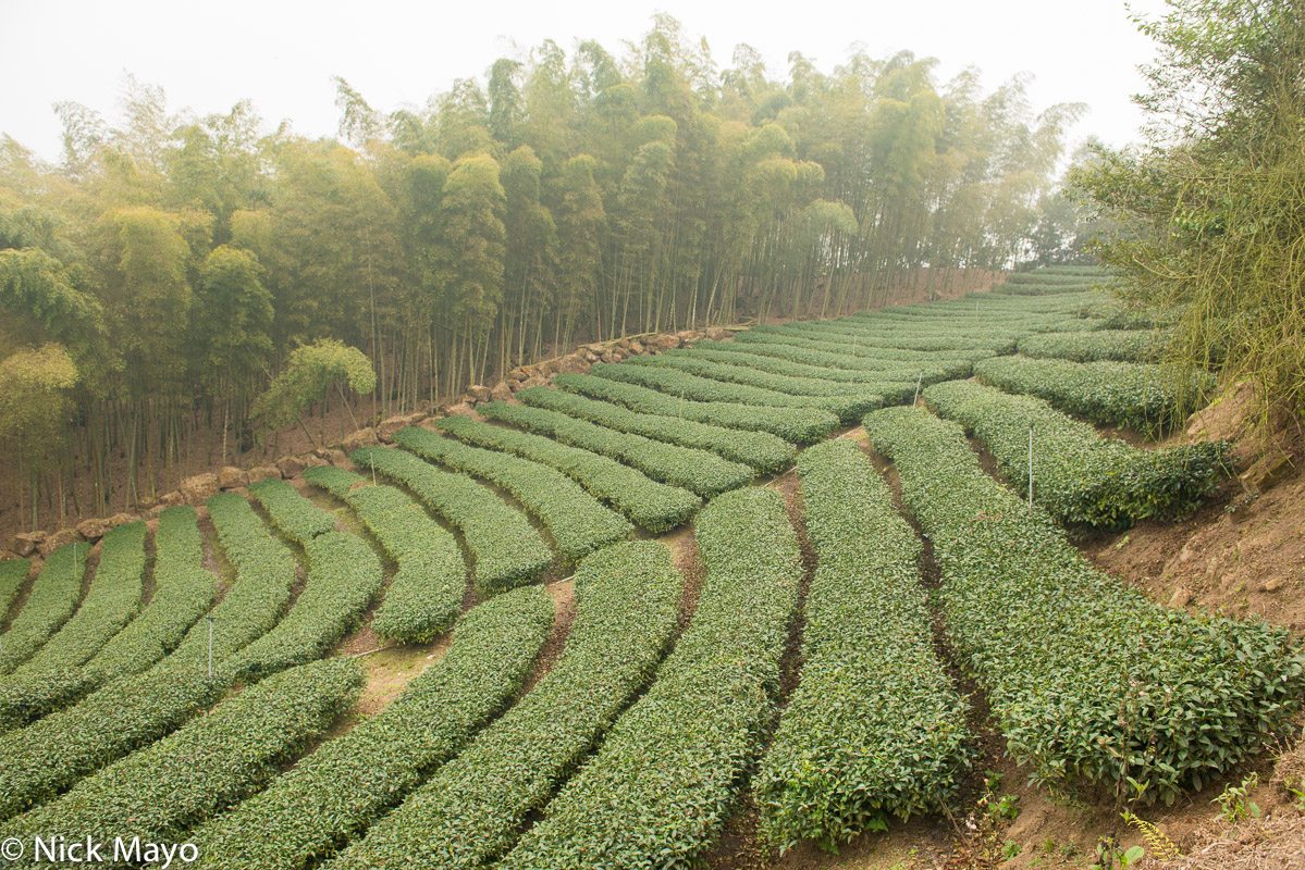 A tea field fringed by bamboo in the mountainous Da An district of Nantou County.