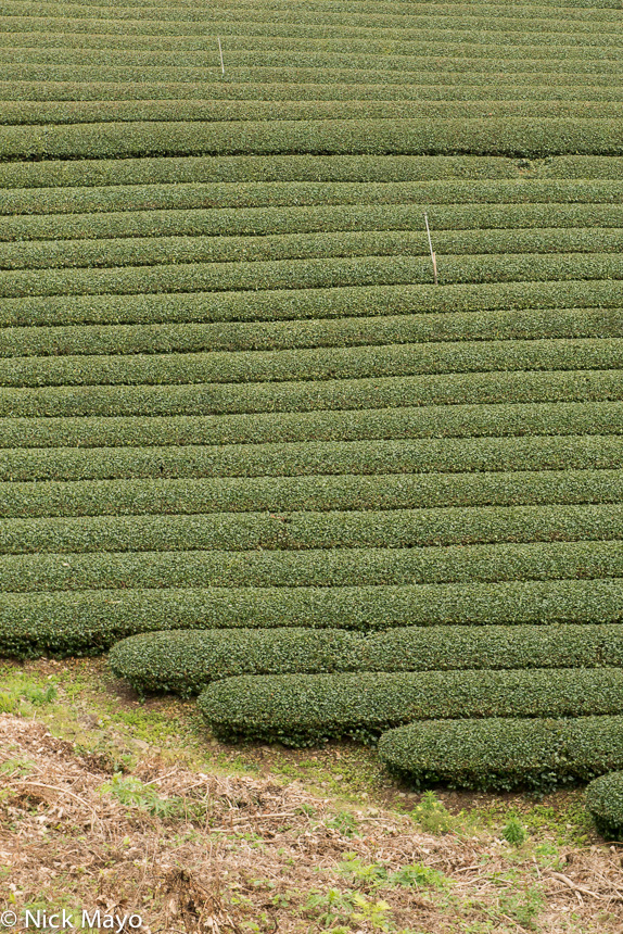 A tea field near Caopingtou in Nantou County.