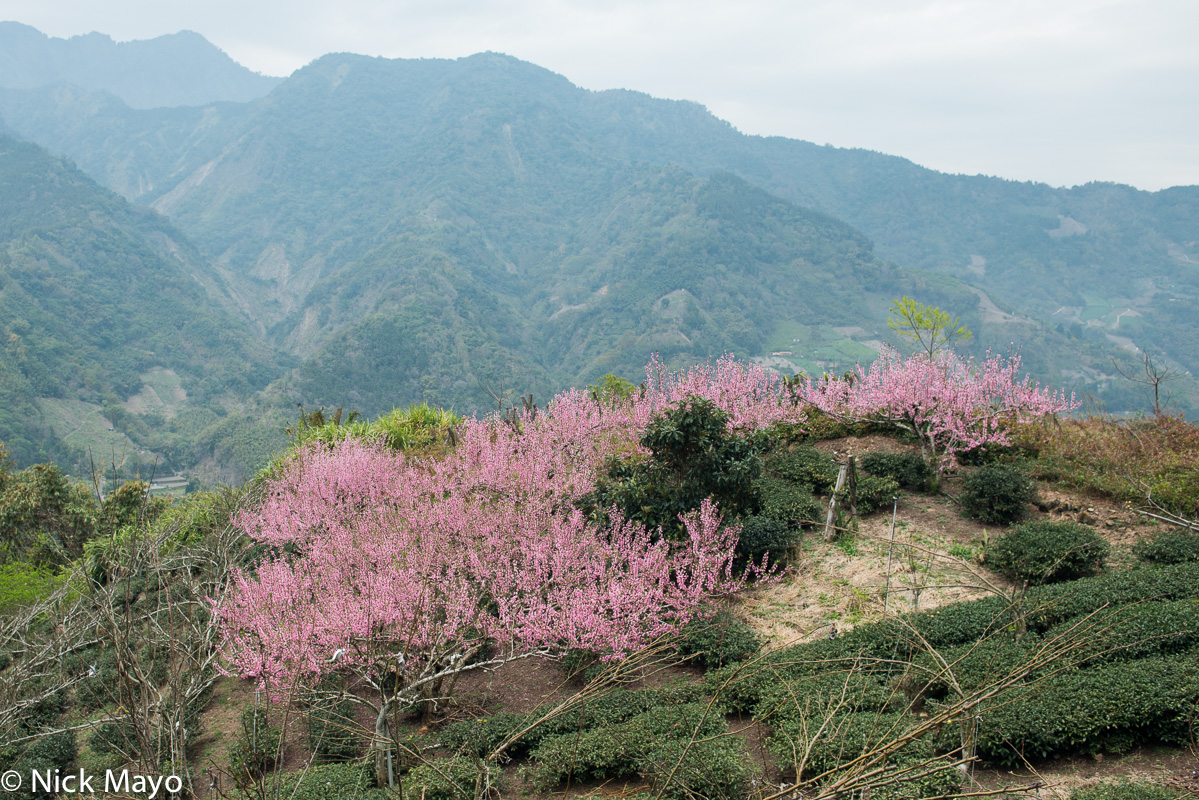 Cherry trees in blossom amidst a tea field in Caopingtou in Nantou County.
