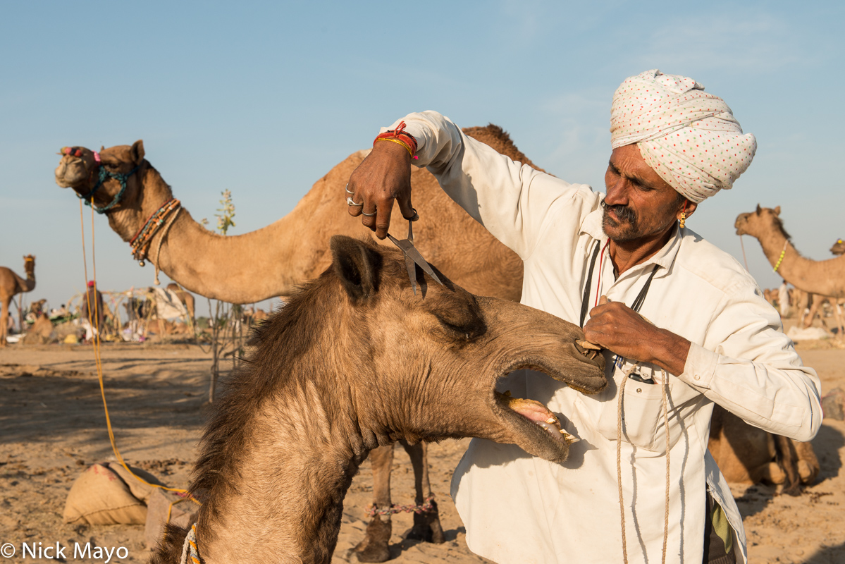 A Rabari camel owner trimming his animal's eyebrows during the Mallinath fair at Tilwara.