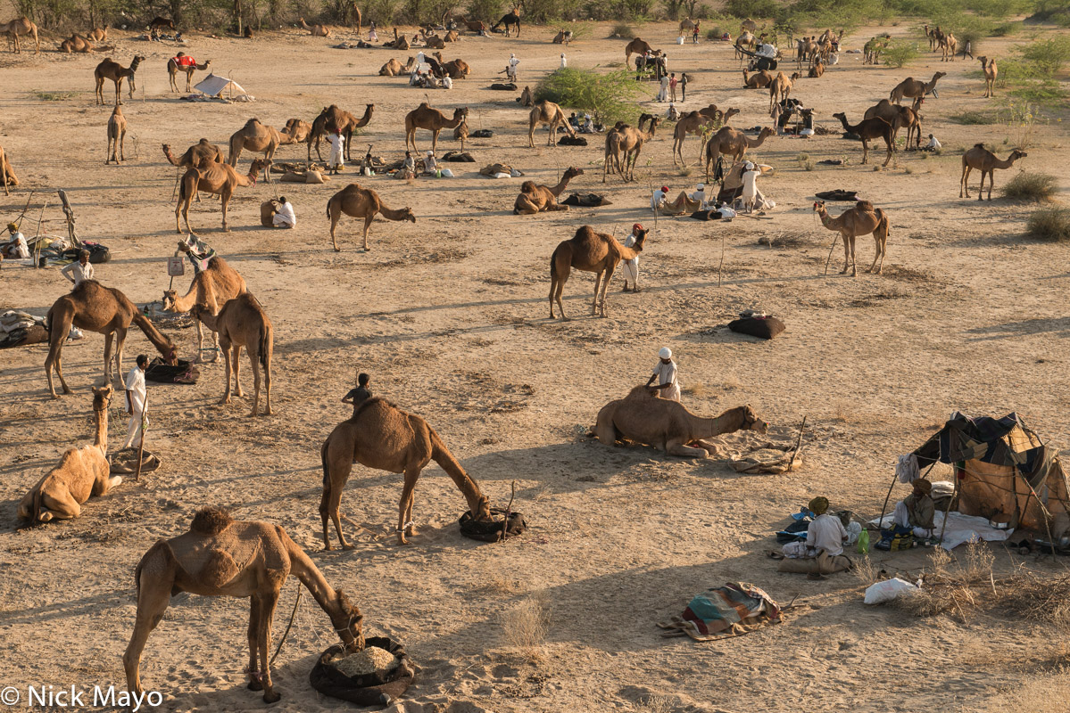 Camels feeding at the Mallinath fair at Tilwara.