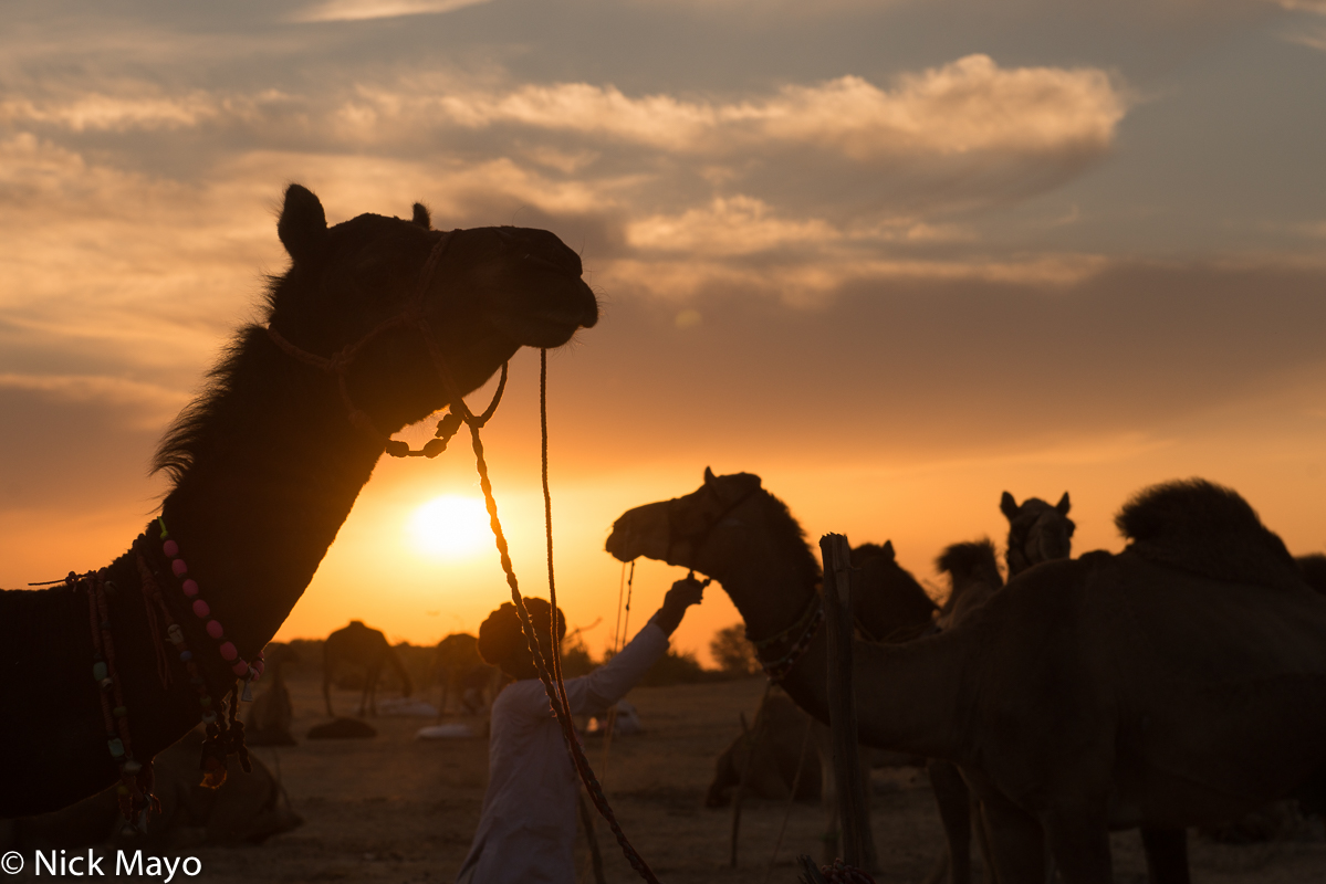 Camels being tethered by their Rabari owner at the Mallinath fair at Tilwara.