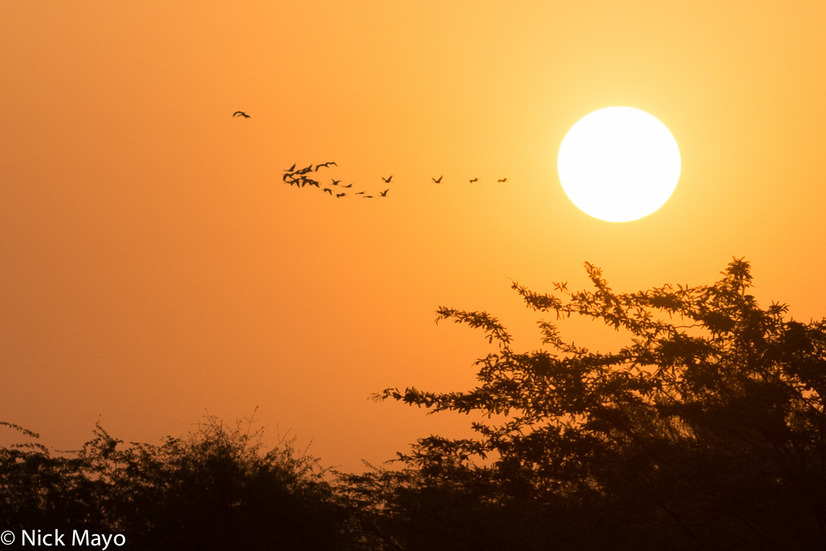 Birds passing the rising sun in the early morning at Tilwara.