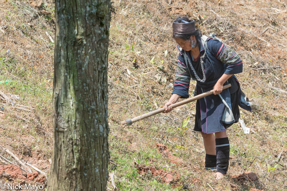 A Black Hmong woman digging with a mattock near Sapa.