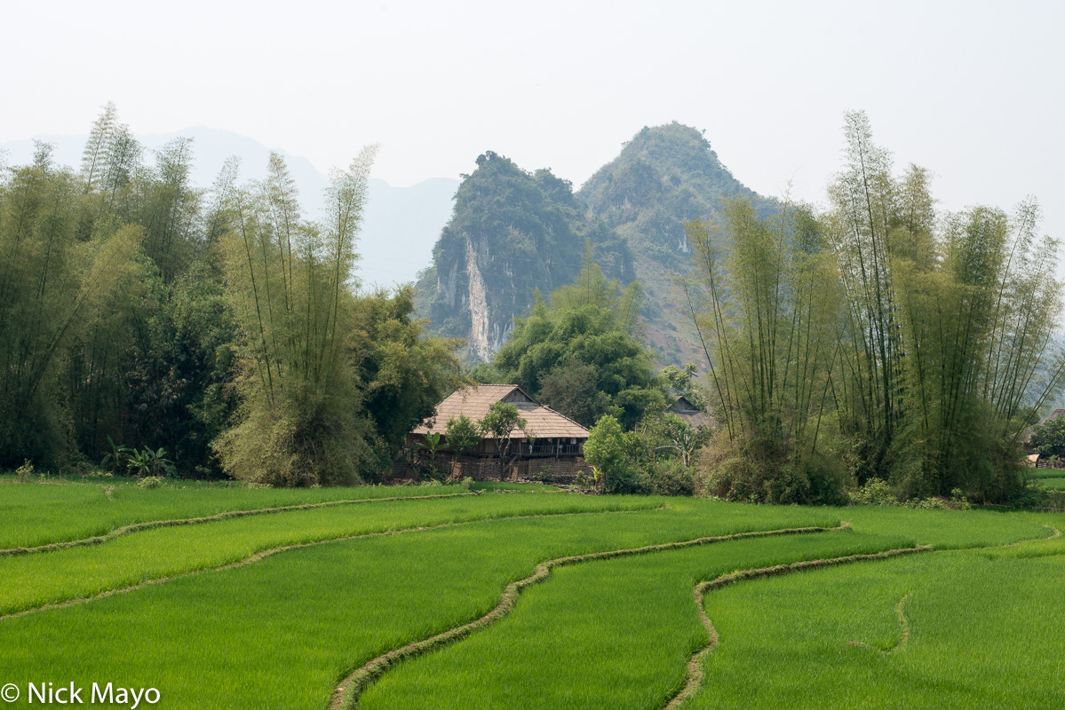 A house of the Thai ethnic group in a bamboo grove behind paddy fields near Than Uyen.