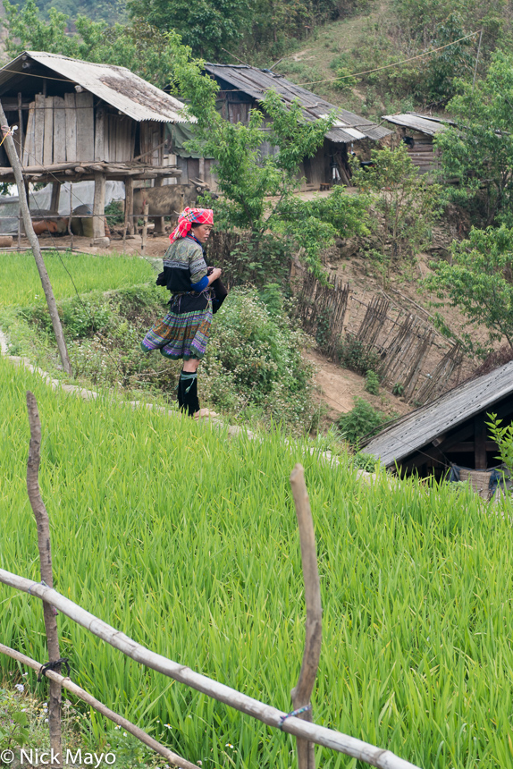 A Hmong woman sewing while standing on a rice field wall near Mu Cang Chai.