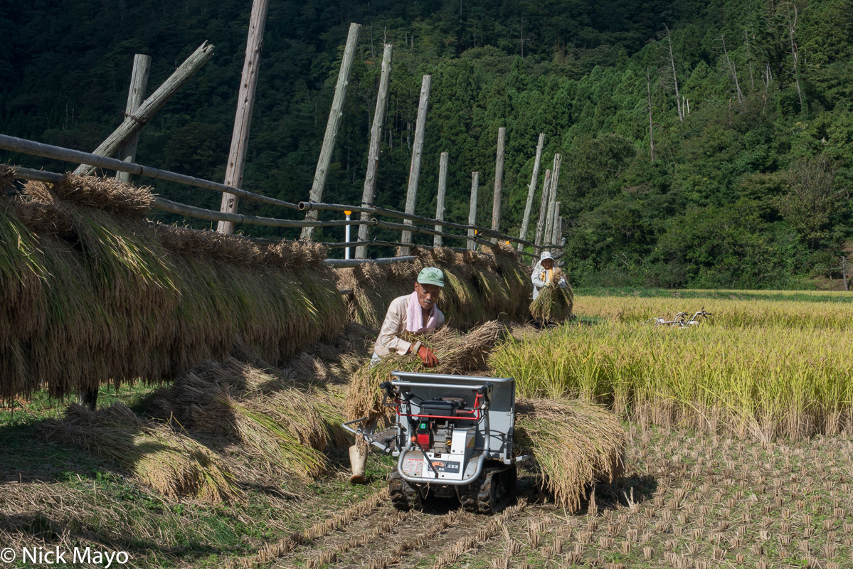 Farmers harvesting paddy rice to hang on drying racks on Dogo in the Oki Islands.