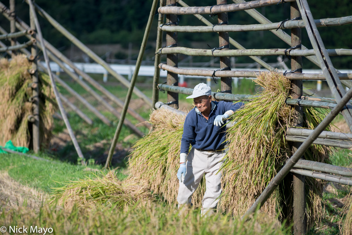 A farmer hanging paddy rice on a drying rack on Dogo in the Oki Islands.