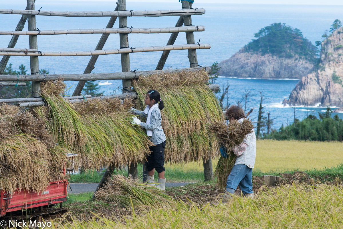 Two generations hanging paddy rice on a drying rack on Dogo in the Oki Islands.