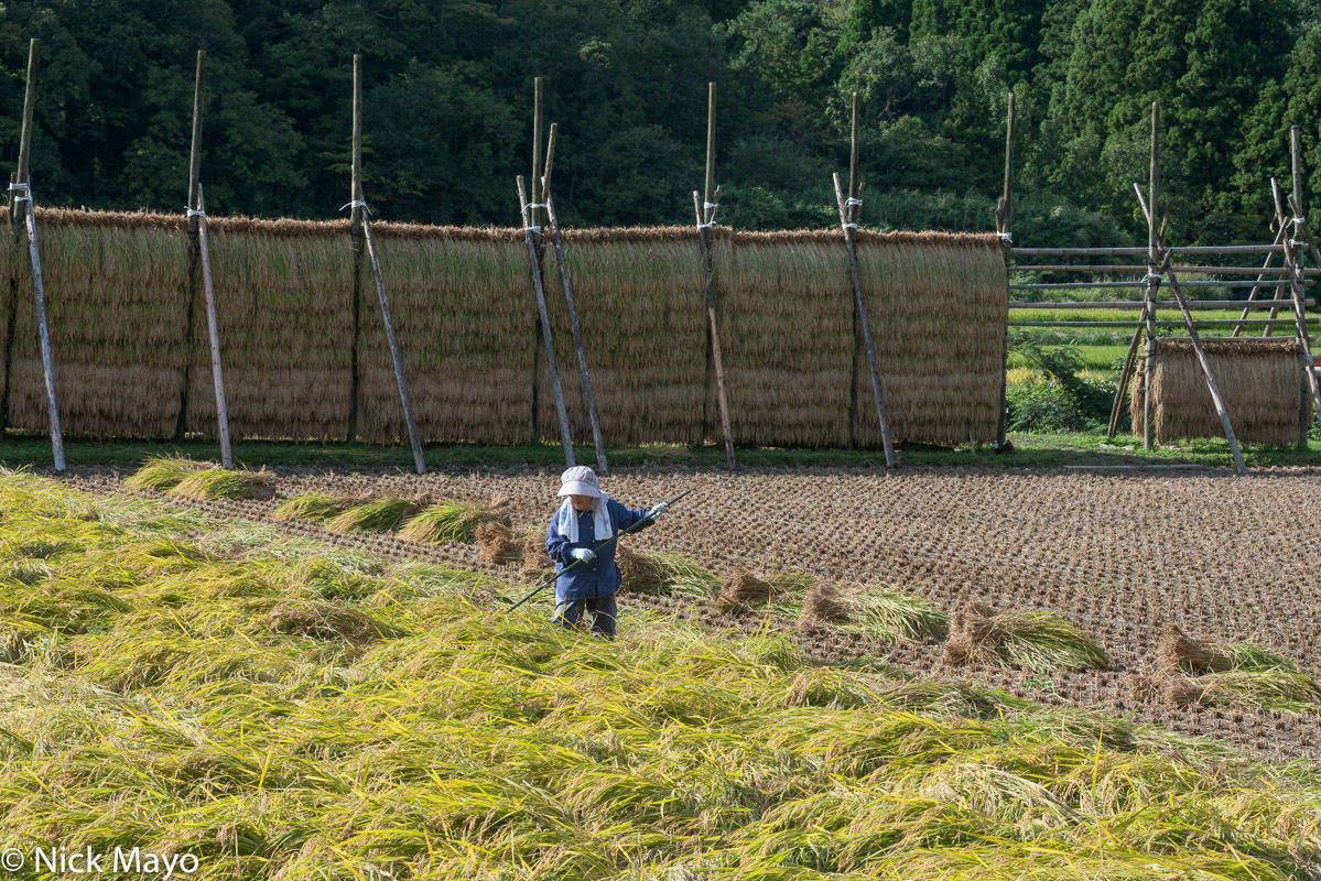 Raking the blown over rice in a paddy field on Dogo in the Oki Islands.