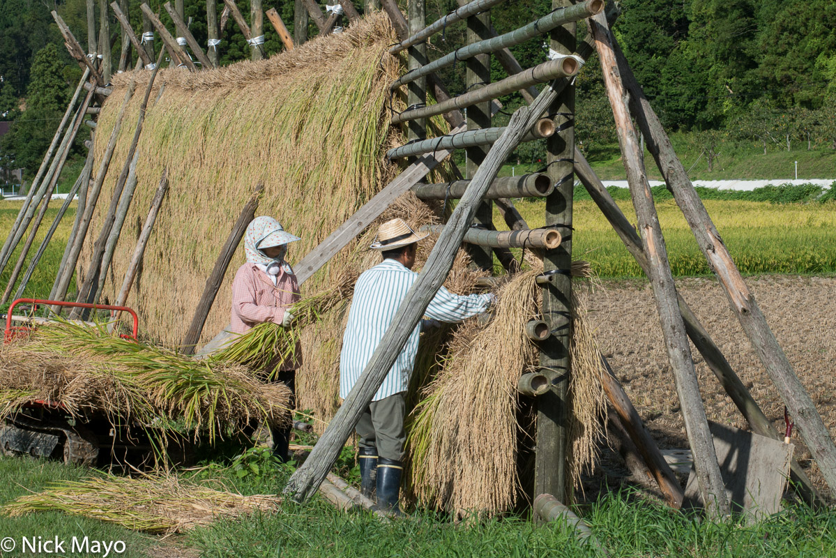Two farmers hanging paddy rice on a drying rack on Dogo in the Oki Islands.